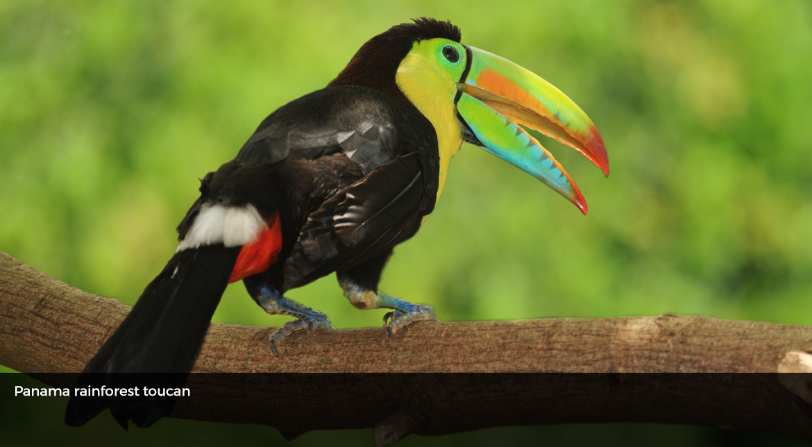 07_panama_gallery_image