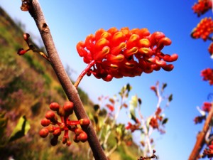 Flora and Vegetation-MWH