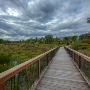 Alewife Reservation Stormwater Wetland Cambridge, Massachusetts, United States