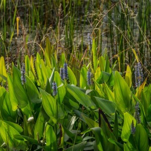 Alewife Reservation Stormwater Wetland Cambridge, Massachusetts, United States