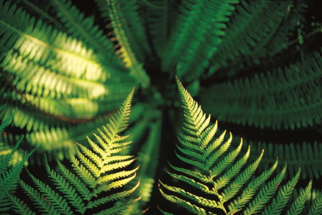 MWH Ferns