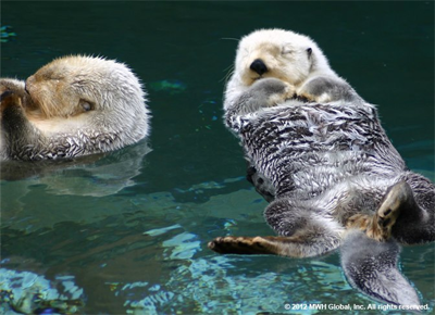 Calendar-Image-Sea-Otters-for-web