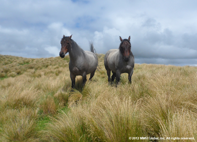 Behind_the Lens_Horses