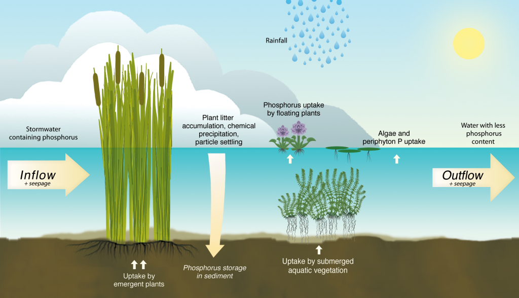 Images courtesy of South Florida Water Management District