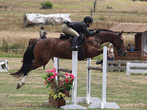 Celia-Schofield-Horse