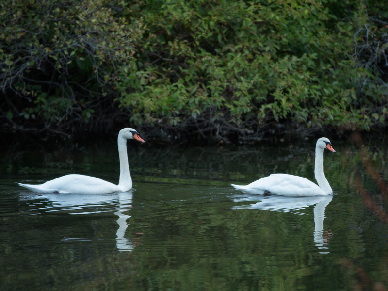 Alewife Reservation Stormwater Wetland