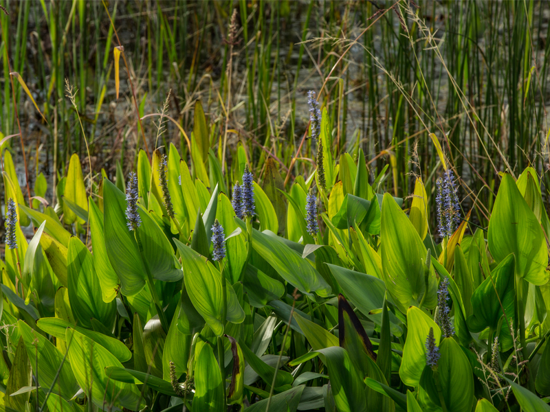 Alewife Reservation Stormwater Wetland