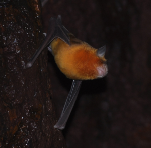 Pilbara Leaf-nosed Bat