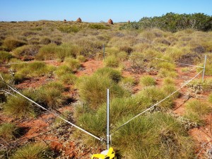Quadrat monitoring in the Pilbara