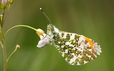 Applying engineering principles to reach global sustainable solutions