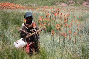 International Development Africa